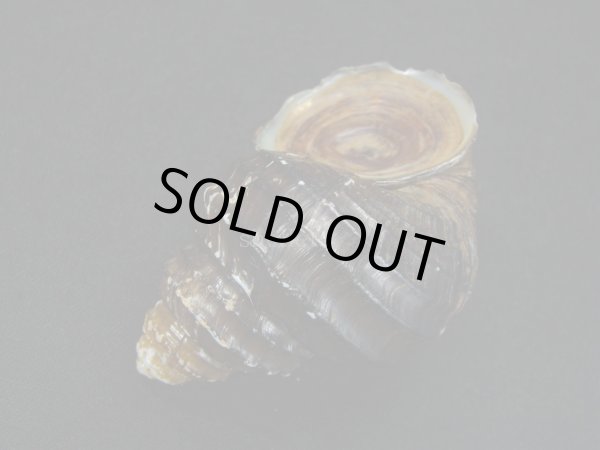 画像3: コブタニシ 中螺頭型 蓋付き (3)