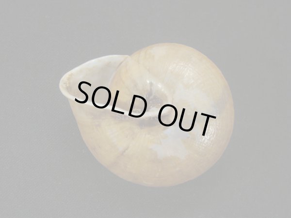 画像2: ヒダリマキチュウカマイマイの仲間(Camaena cicatricosa inflata)　シッピングダメージ (2)