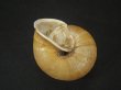 画像2: ヒダリマキチュウカマイマイの仲間(Camaena cicatricosa inflata)　美品 (2)