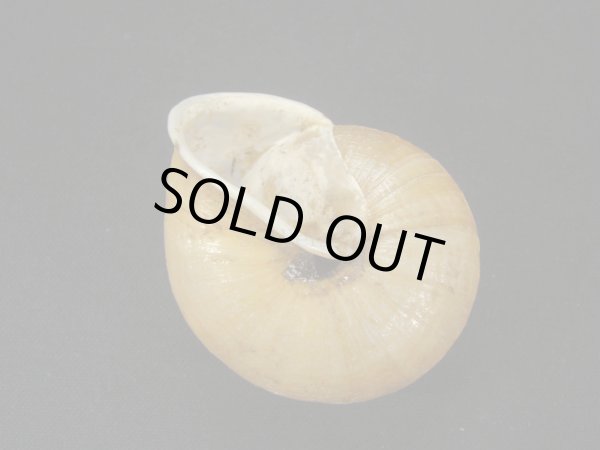 画像2: ヒダリマキチュウカマイマイの仲間(Camaena cicatricosa inflata)　美品 (2)