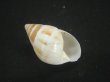 画像1: マルアフリカマイマイモドキ(Leucotaenius favanii) (1)
