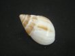 画像2: マルアフリカマイマイモドキ(Leucotaenius favanii) (2)