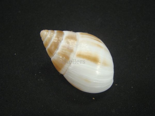 画像2: マルアフリカマイマイモドキ(Leucotaenius favanii) (2)