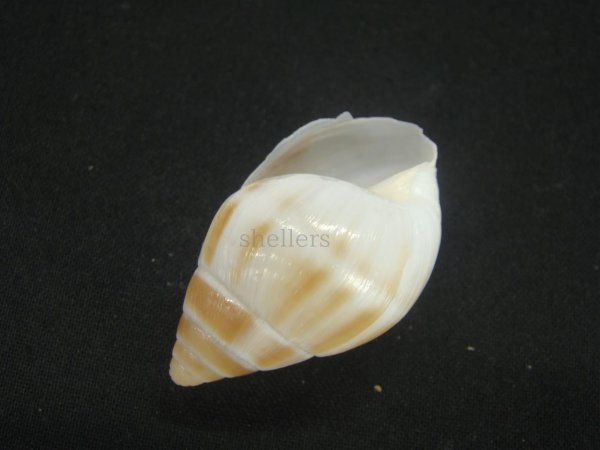 画像3: マルアフリカマイマイモドキ(Leucotaenius favanii) (3)