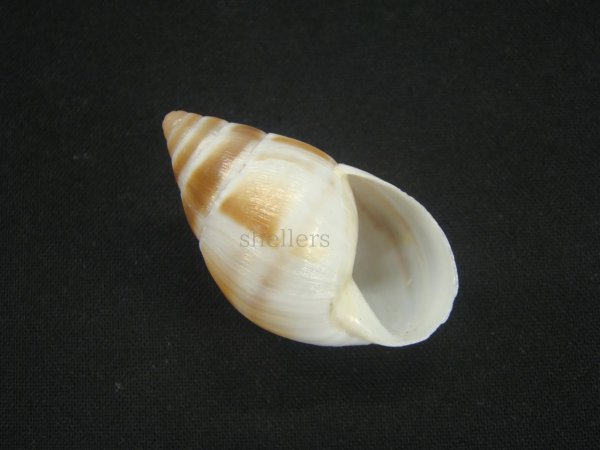 画像1: マルアフリカマイマイモドキ(Leucotaenius favanii) (1)
