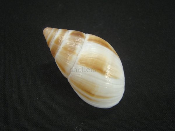 画像2: マルアフリカマイマイモドキ(Leucotaenius favanii) (2)