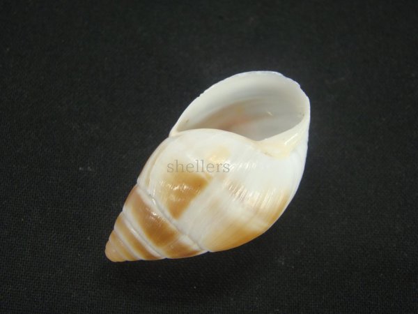 画像3: マルアフリカマイマイモドキ(Leucotaenius favanii) (3)