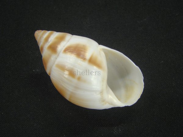 画像1: マルアフリカマイマイモドキ(Leucotaenius favanii) (1)