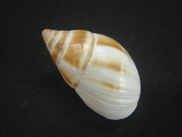 画像2: マルアフリカマイマイモドキ(Leucotaenius favanii) (2)