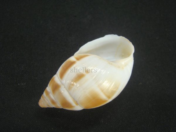 画像3: マルアフリカマイマイモドキ(Leucotaenius favanii) (3)