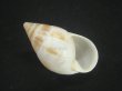 画像1: マルアフリカマイマイモドキ(Leucotaenius favanii) 老成　美品 (1)