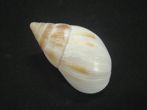 画像2: マルアフリカマイマイモドキ(Leucotaenius favanii) 老成　美品 (2)