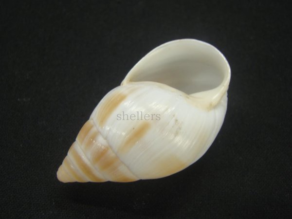 画像3: マルアフリカマイマイモドキ(Leucotaenius favanii) 老成　美品 (3)