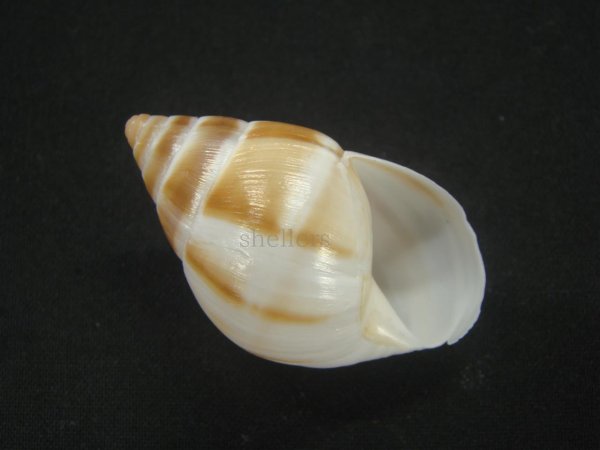 画像1: マルアフリカマイマイモドキ(Leucotaenius favanii) (1)