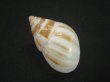画像2: マルアフリカマイマイモドキ(Leucotaenius favanii) (2)