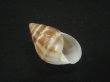 画像1: マルアフリカマイマイモドキ(Leucotaenius favanii) (1)