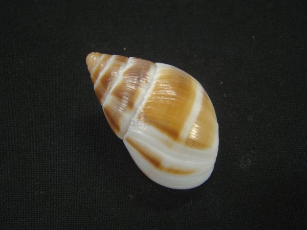 画像2: マルアフリカマイマイモドキ(Leucotaenius favanii) (2)