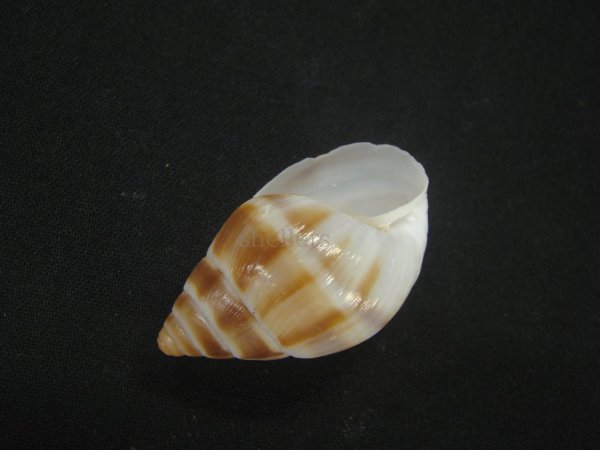 画像3: マルアフリカマイマイモドキ(Leucotaenius favanii) (3)