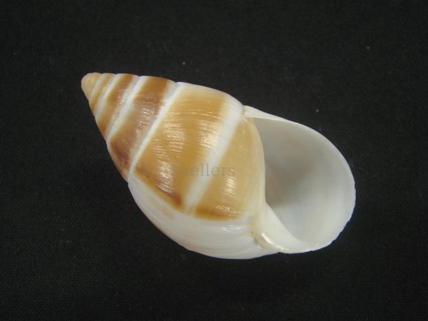 画像1: マルアフリカマイマイモドキ(Leucotaenius favanii) (1)
