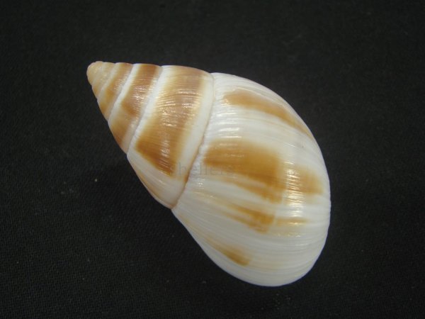 画像2: マルアフリカマイマイモドキ(Leucotaenius favanii) (2)