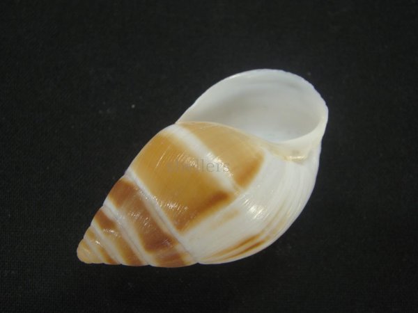 画像3: マルアフリカマイマイモドキ(Leucotaenius favanii) (3)