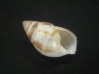 画像1: マルアフリカマイマイモドキ(Leucotaenius favanii) (1)