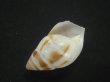 画像3: マルアフリカマイマイモドキ(Leucotaenius favanii) (3)