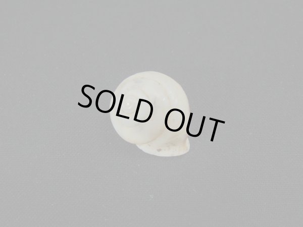 画像2: ヒトスジパプア (2)