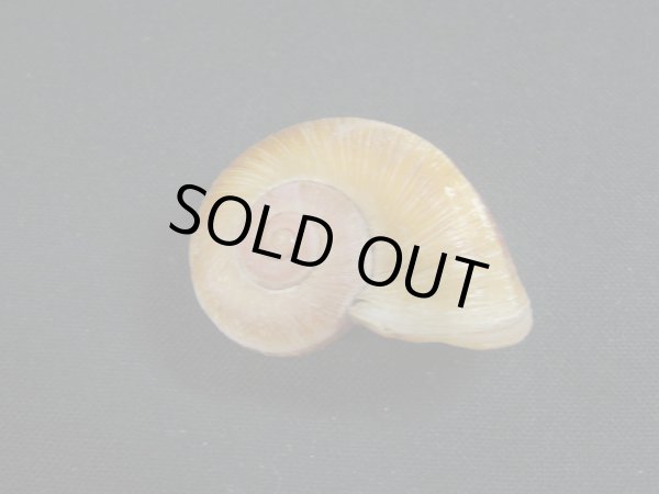 画像2: Aperostoma brujense (2)