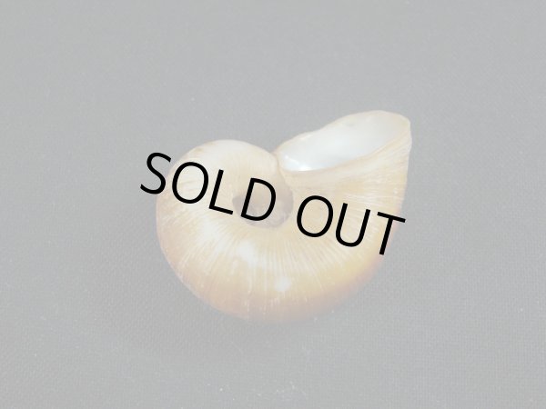 画像3: Aperostoma brujense (3)