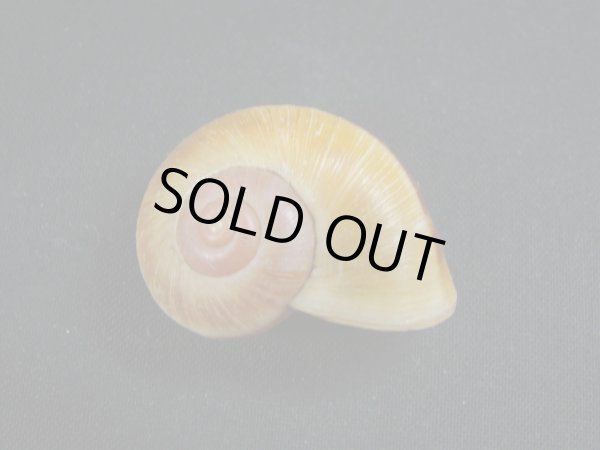 画像2: Aperostoma brujense (2)