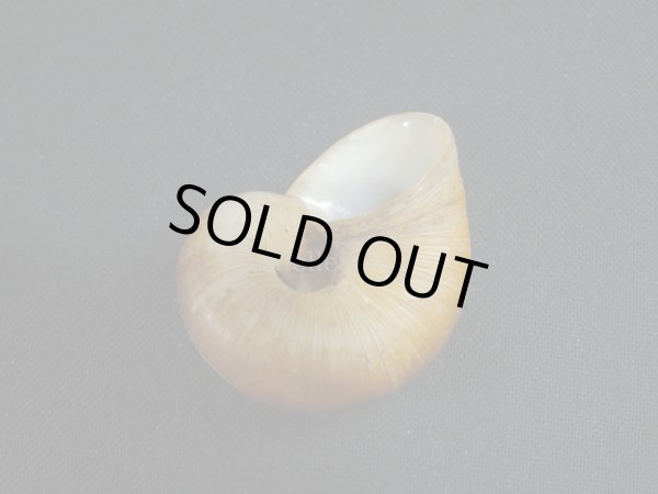 画像3: Aperostoma brujense (3)