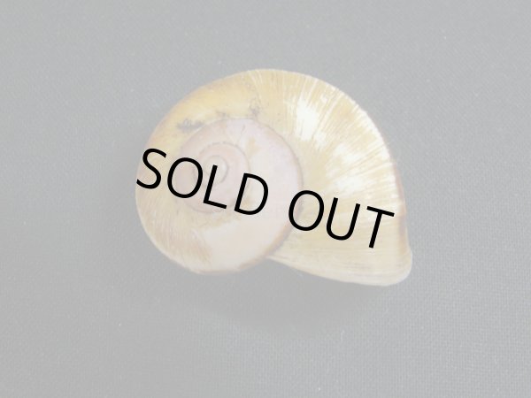 画像2: Aperostoma brujense (2)