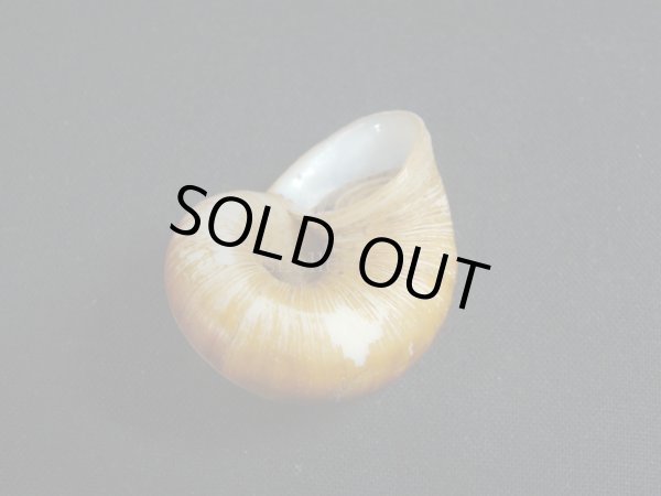 画像3: Aperostoma brujense (3)