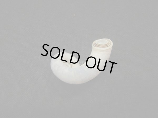 画像2: Rhiostoma chupingense (2)