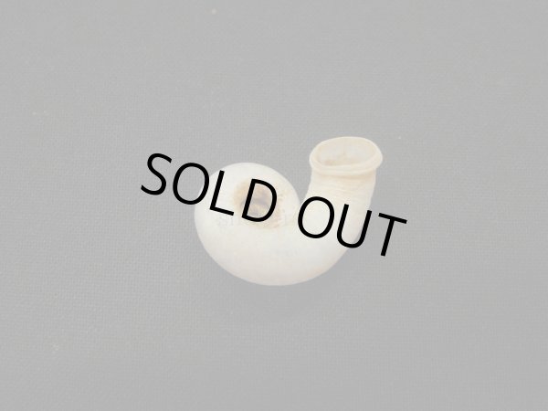 画像2: Rhiostoma chupingense　蓋無 (2)