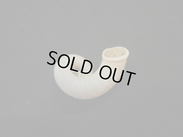 画像2: Rhiostoma chupingense　蓋無 (2)