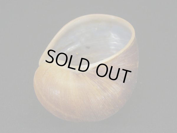 画像2: エイコウヤッコマイマイ (2)