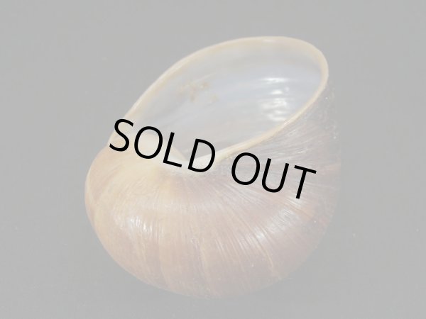 画像2: エイコウヤッコマイマイ (2)