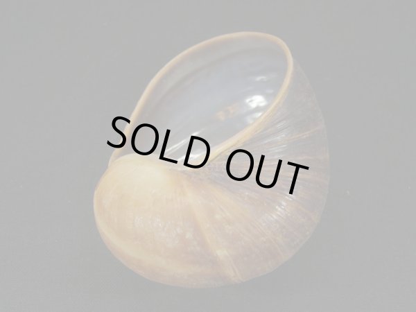 画像2: エイコウヤッコマイマイ (2)