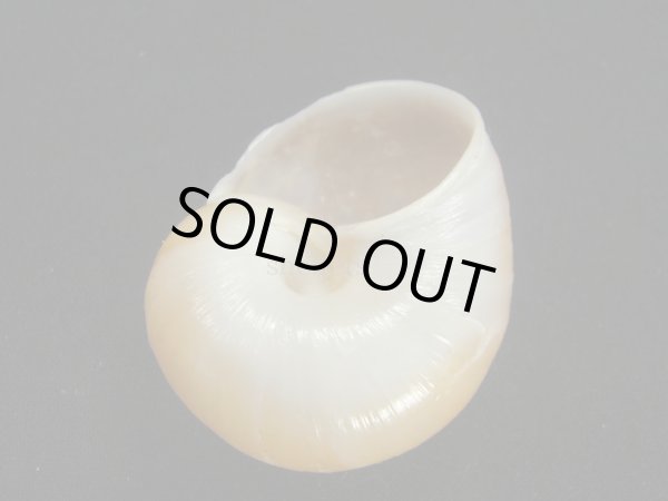 画像2: ギアヤッコマイマイ (2)