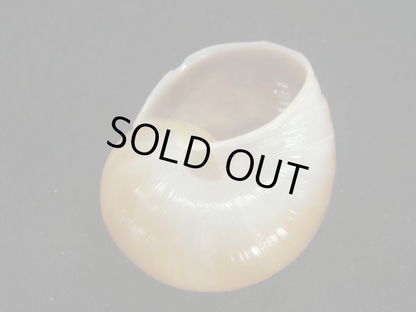 画像2: ギアヤッコマイマイ (2)