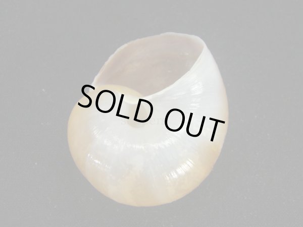 画像2: ギアヤッコマイマイ (2)