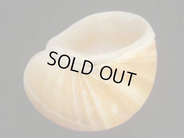 画像2: エイコウヤッコマイマイ　超老成 (2)