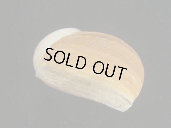 画像3: エイコウヤッコマイマイ　超老成 (3)