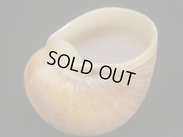 画像2: エイコウヤッコマイマイ　超老成　殻皮付 (2)