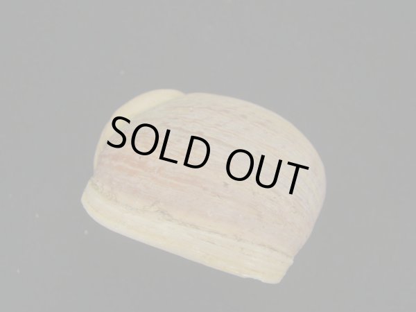 画像3: エイコウヤッコマイマイ　超老成　殻皮付 (3)