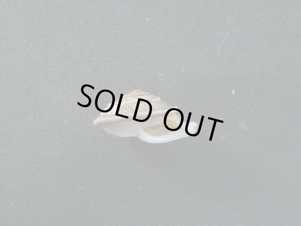 画像2: ヘビガワマイマイ (2)