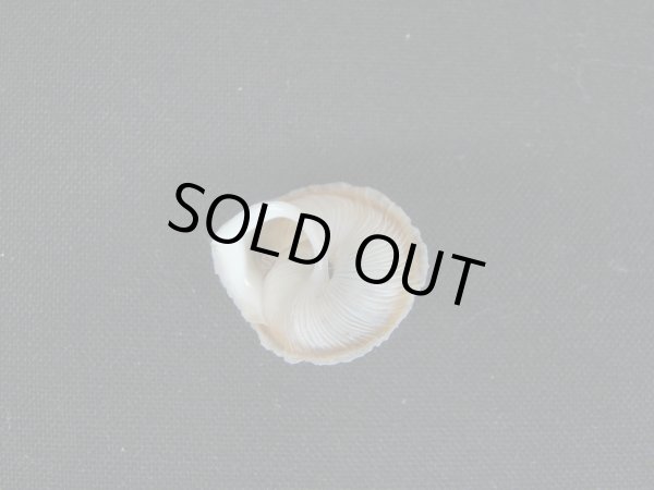 画像3: ヘビガワマイマイ (3)