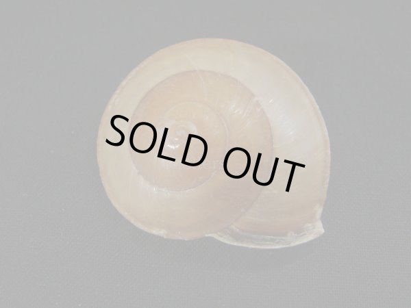 画像2: ホソスジチャイロコママイマイ (2)